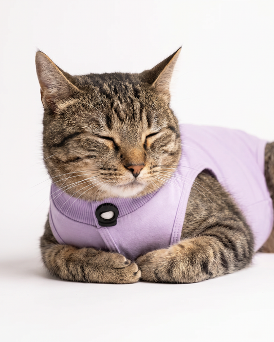 Lavender Cat Recovery Suits – Post-Surgery Bodysuit for Cats (Soft cotton, breathable fabric)
