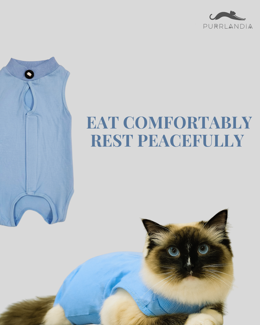 How Long Does It Take for a Cat to Recover After Desexing?