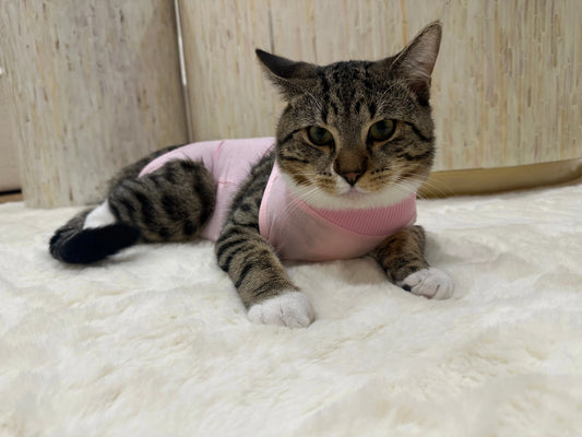Cat wearing pink recovery suit – stress-free alternative to cone after surgery