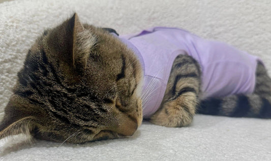cat resting comfortably in lavender recovery suit after desexing surgery – stress-free cone alternative