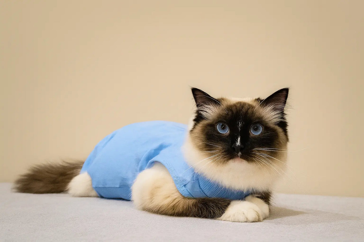 Cat wearing blue bodysuit after surgery – alternative to cone