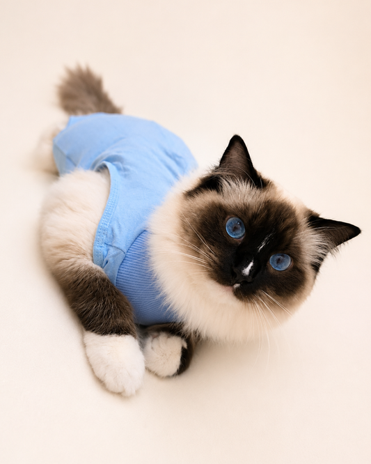 Sky Blue Cat Recovery Suit