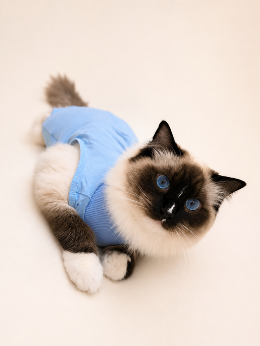 Sky Blue Cat Recovery Suit