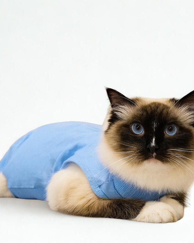 Cat Recovery Suits – A Gentler Recovery For Your Cat