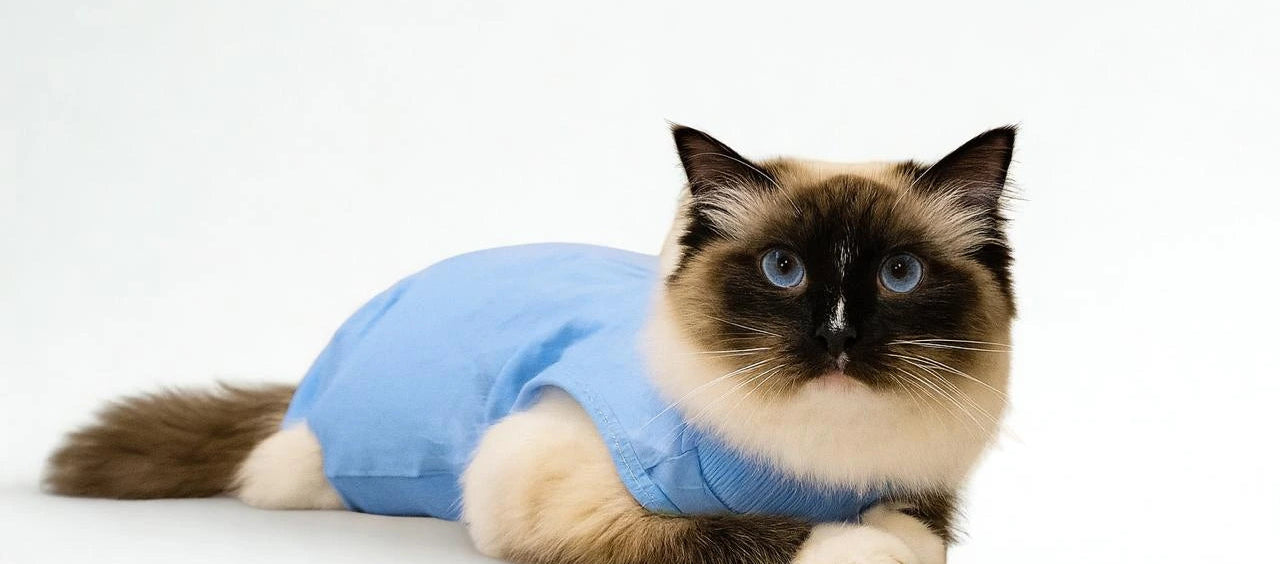 Cat Recovery Suits – A Gentler Recovery For Your Cat