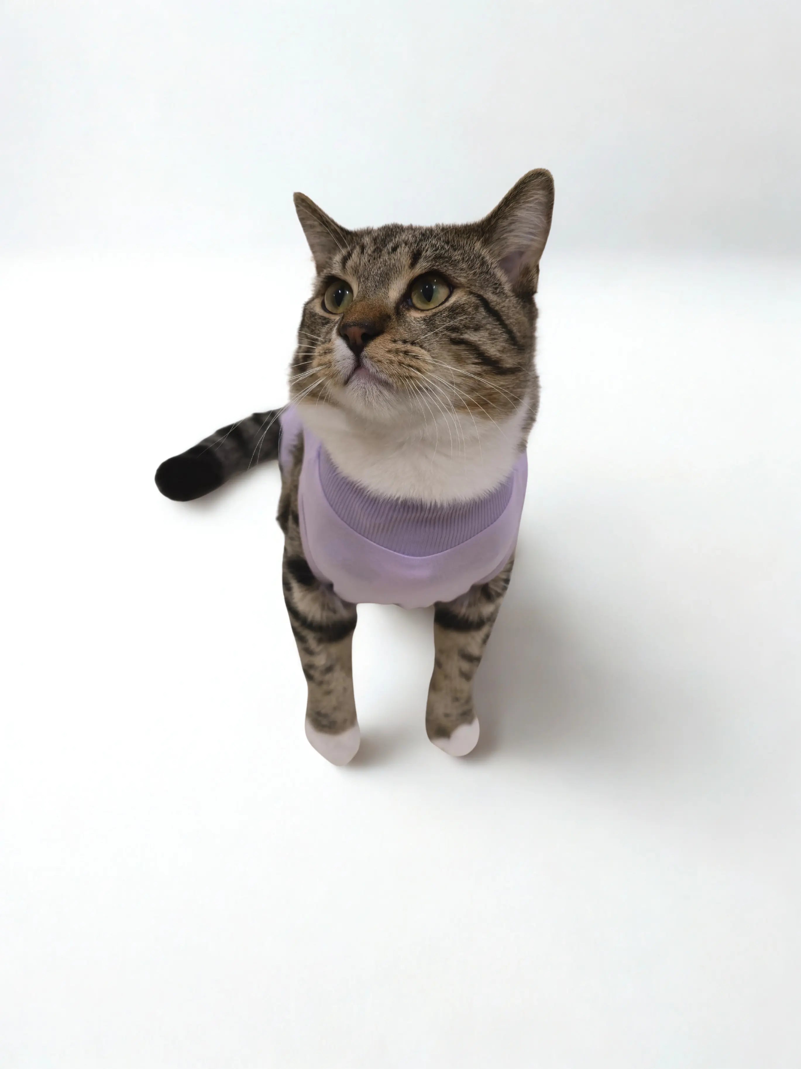 lavender cat recovery suit