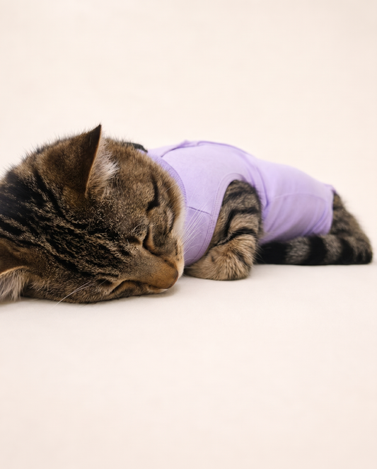 Lavander Cat Recovery Suit